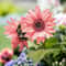 NonGMO Pink Sunflower Seeds For Planting Heirloom Flower Variety 2