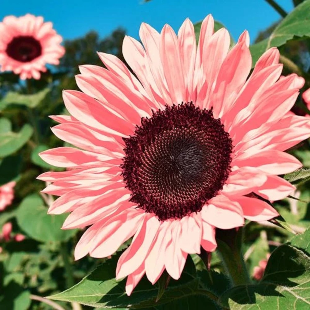 NonGMO Pink Sunflower Seeds For Planting Heirloom Flower Variety 0
