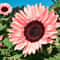NonGMO Pink Sunflower Seeds For Planting Heirloom Flower Variety 0