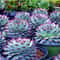 Mixed Rare Succulent Seeds MultiColor Indoor Outdoor Plant 1