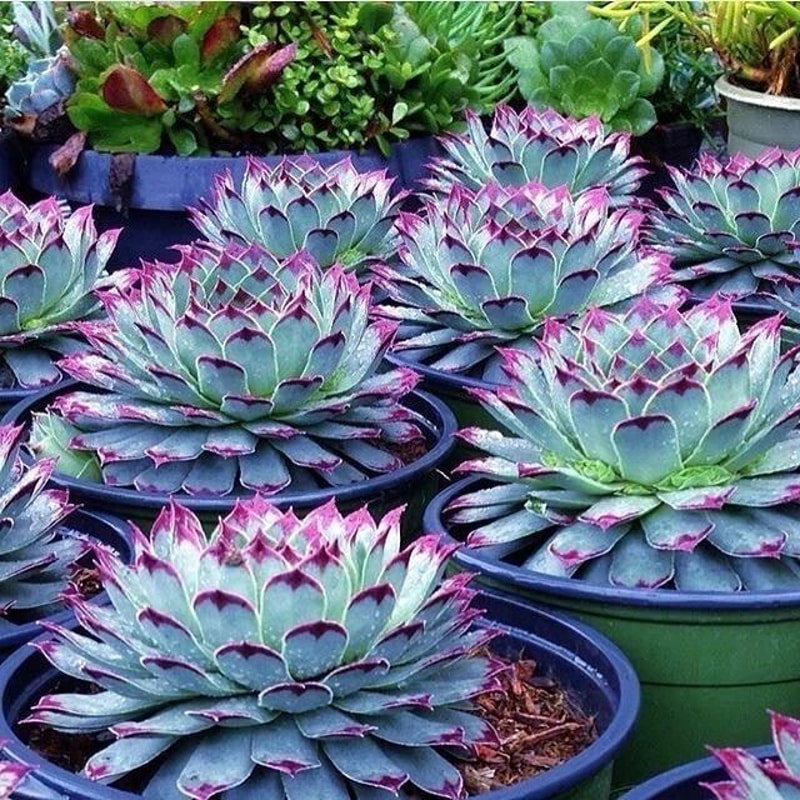 Mixed Rare Succulent Seeds MultiColor Indoor Outdoor Plant 1