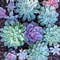 Mixed Rare Succulent Seeds MultiColor Indoor Outdoor Plant 2