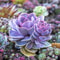 Mixed Rare Succulent Seeds MultiColor Indoor Outdoor Plant 3