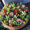 Mixed Mini Succulent Seeds 1