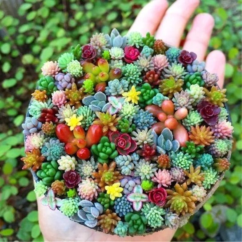 Mixed Mini Succulent Seeds 0
