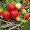 Cream Strawberry Seeds NonGMO Perennial Variety For Garden Beds 1