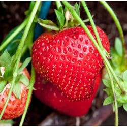 cream strawberry seeds non-gmo perennial variety for garden beds