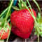 Cream Strawberry Seeds NonGMO Perennial Variety For Garden Beds 0
