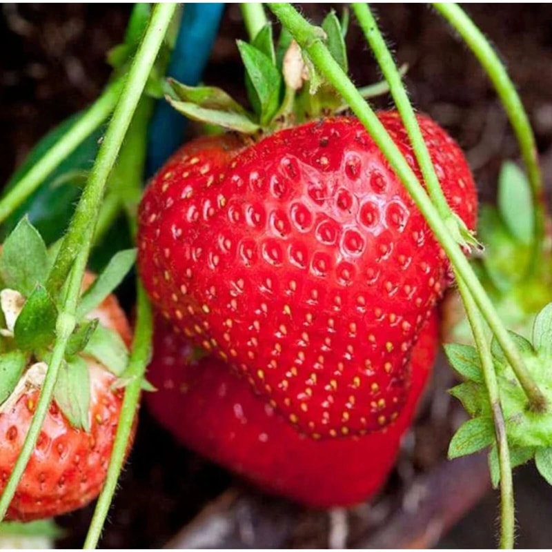 Cream Strawberry Seeds NonGMO Perennial Variety For Garden Beds 0