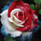 Rare Three Color Rose Seeds For Home Potted Garden 2