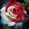 Rare Three Color Rose Seeds For Home Potted Garden 2
