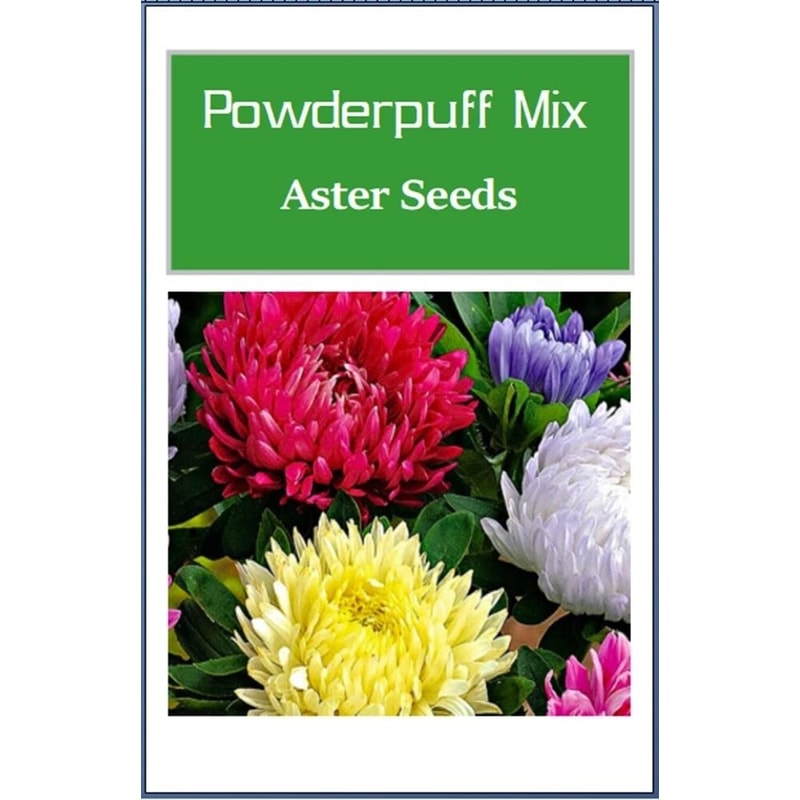 Powderpuff Mix Aster Seeds NonGmo Heirloom Fresh Flower Seeds 1