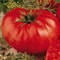 Beefsteak Tomato Seeds Heirloom NonGmo 1