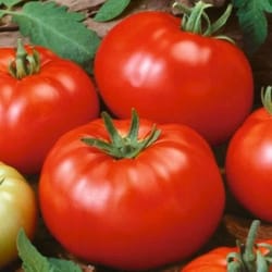 beefsteak tomato seeds heirloom non-gmo
