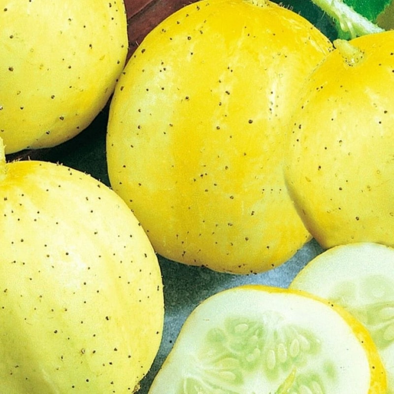 Lemon Cucumber Seeds NonGmo Cucumber Seeds Heirloom Garden Seeds 0