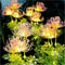 Solar Garden Lights Solar Flowers Lights With Glowing Flowers Stems Upgraded Solar Panel Yard Deco 4