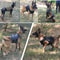 Tactical Dog Harness And Leash Set For Training And Outdoor Use 18