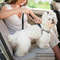 Adjustable Heavy Duty Dog Car Seat Belt 6