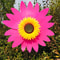 Sunflower Wind Spinner Lawn Pinwheel Outdoor Garden Decoration 15