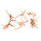 Natural Wooden Driftwood Decoration For Fish Tanks 3
