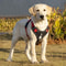 Reflective Adjustable Dog Harness For Safe Walking And Training 3