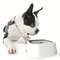 No Spill Slow Feeder Pet Water Bowl For Dogs And Cats 4