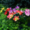 LED Solar Flower Garden Lights 3