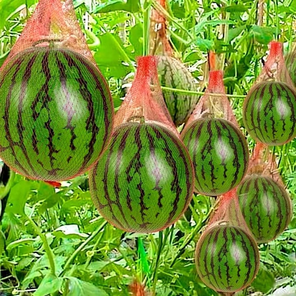 Heavy Duty Plastic Garden Netting For Vertical Planting Melons Watermelons And Climbing Plants 1