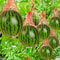 Heavy Duty Plastic Garden Netting For Vertical Planting Melons Watermelons And Climbing Plants 1