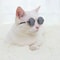 Cute Pet Sunglasses For Cats And Small Dogs UV Protection Summer Photo Props 3