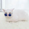 Cute Pet Sunglasses For Cats And Small Dogs UV Protection Summer Photo Props 4