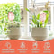 Pink Tulip Self Watering Plant Bulbs For Indoor And Outdoor Pots 2