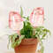 Pink Tulip Self Watering Plant Bulbs For Indoor And Outdoor Pots 0