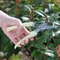 Stainless Steel Pruning Scissors Garden Bypass Hand Shear Cutting Tool 1