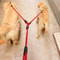 Double Dog Leash With Elastic Extension For Walking Two Dogs 4