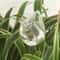 Bird Shaped Self Watering Globe Automatic Plant Drip Watering Tool 3