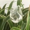Bird Shaped Self Watering Globe Automatic Plant Drip Watering Tool 3