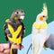 Adjustable Parrot Harness And Leash Set Outdoor Bird Flight Training Lead For Small Birds 0