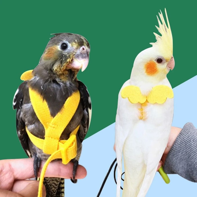 Adjustable Parrot Harness And Leash Set Outdoor Bird Flight Training Lead For Small Birds 0