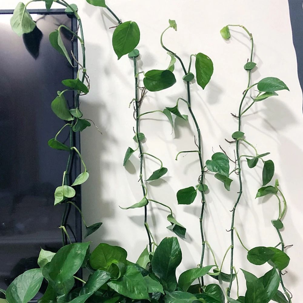 Plant Vine Wall Clips Leaf Shaped Invisible Climbing Fixers 10 20 Or 30 Pack 3