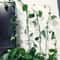 Plant Vine Wall Clips Leaf Shaped Invisible Climbing Fixers 10 20 Or 30 Pack 3