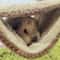 Warm Velvet Small Pet Hammock Hanging Bed For Hamsters Guinea Pigs And Chinchillas 3