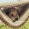 Warm Velvet Small Pet Hammock Hanging Bed For Hamsters Guinea Pigs And Chinchillas 3