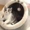 Warm Semi Closed Cat Cave Bed Cozy Winter Pet Nest For Cats And Small Dogs 2