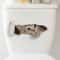 3D Peeking Kitten Toilet Sticker Waterproof Self Adhesive Bathroom Toilet Seat Decor 0