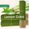 Lemongrass Oil Burning Stick With 45Minute Burn Time For Home Camping And Outdoor Use 3