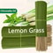 Lemongrass Oil Burning Stick With 45Minute Burn Time For Home Camping And Outdoor Use 3