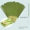 Lemongrass Oil Burning Stick With 45Minute Burn Time For Home Camping And Outdoor Use 4