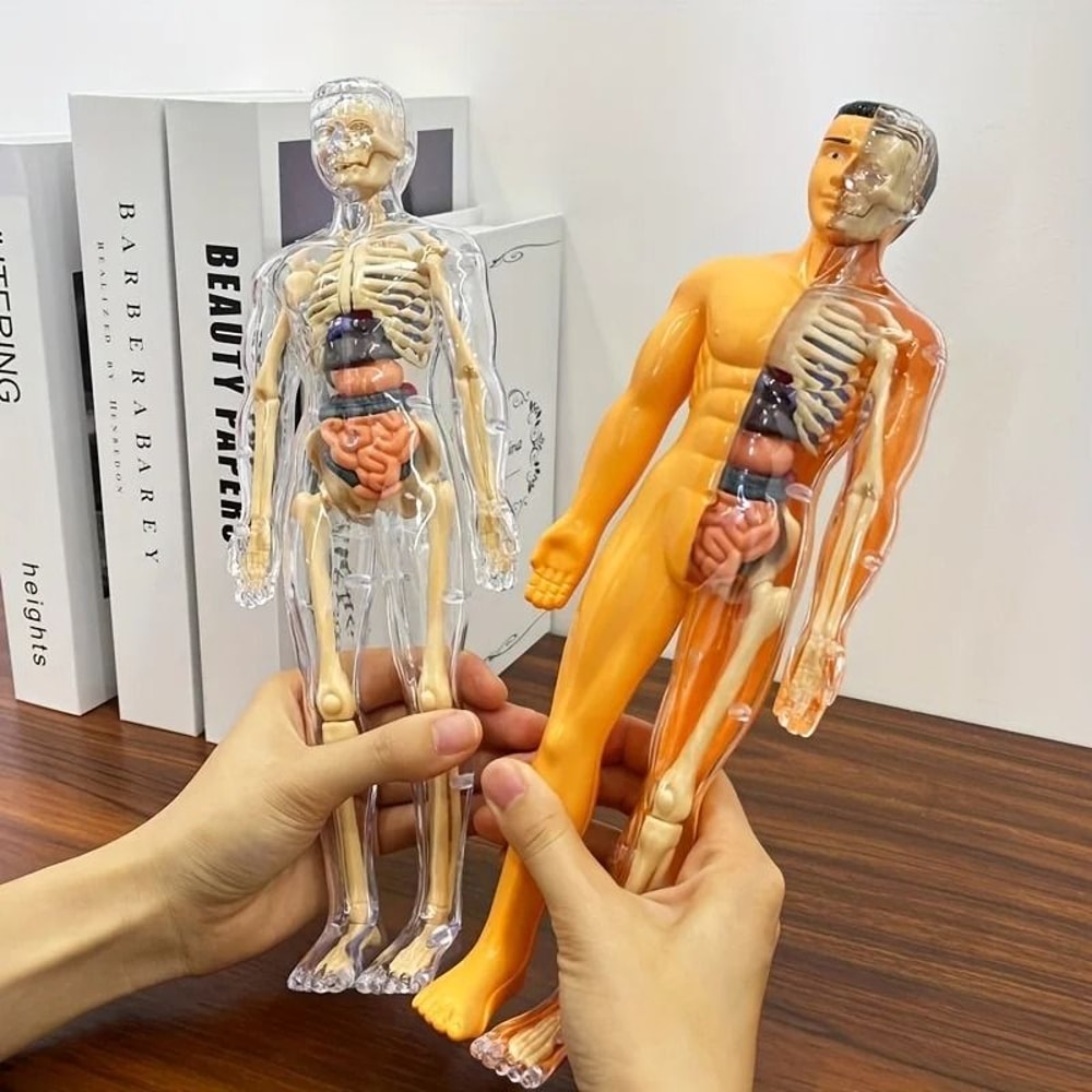Human Anatomy Model With Removable Bones And Complete Trunk Medical Teaching Skeleton Kit 0