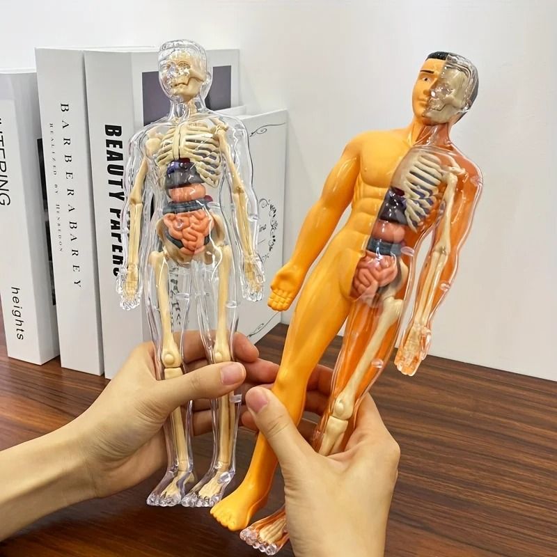 Human Anatomy Model With Removable Bones And Complete Trunk Medical Teaching Skeleton Kit 0